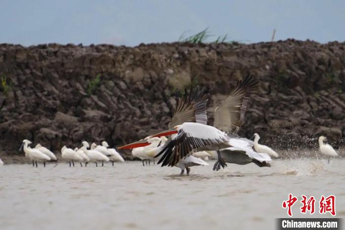 巢湖边首次发现罕见鸟类卷羽鹈鹕,四川首次发现近危物种卷羽鹈鹕