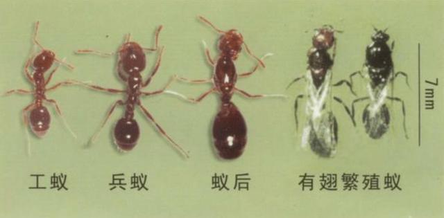 红火蚁对物种的危害,红火蚁发生造成哪些危害