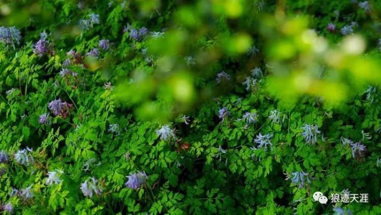 哪一年是农历三月三清明,农历二月廿三清明节