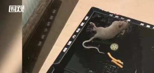 盒马的吐司窜出老鼠？还有人在山姆买到被老鼠咬过的红薯！请认真地看完该如何举证