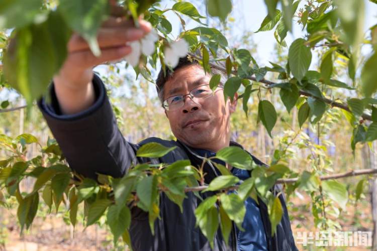 青岛樱花品种大全,青岛绿色樱花品种