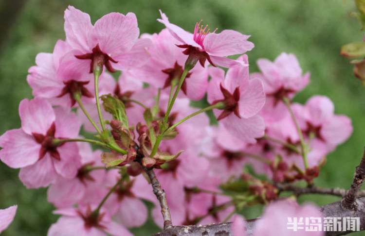 青岛樱花品种大全,青岛绿色樱花品种