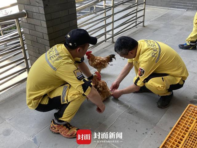半岛聚焦丨只认“金钱”不识“豹”，为了流量闹哪样？盘点杭州“瞒豹”事件始末