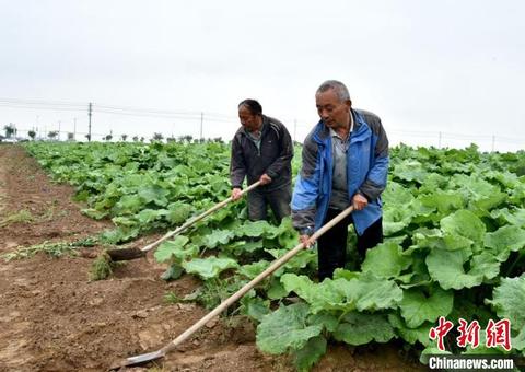 传承农耕文明助推乡村振兴,我县110万亩特色种植助力乡村振兴