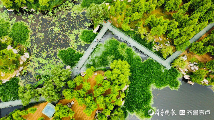 情报站｜烟台牟平荷叶田田满池塘，满眼皆是清凉绿