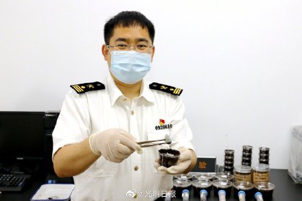 海关发现13只活体甲虫,海关检查发现活体甲虫