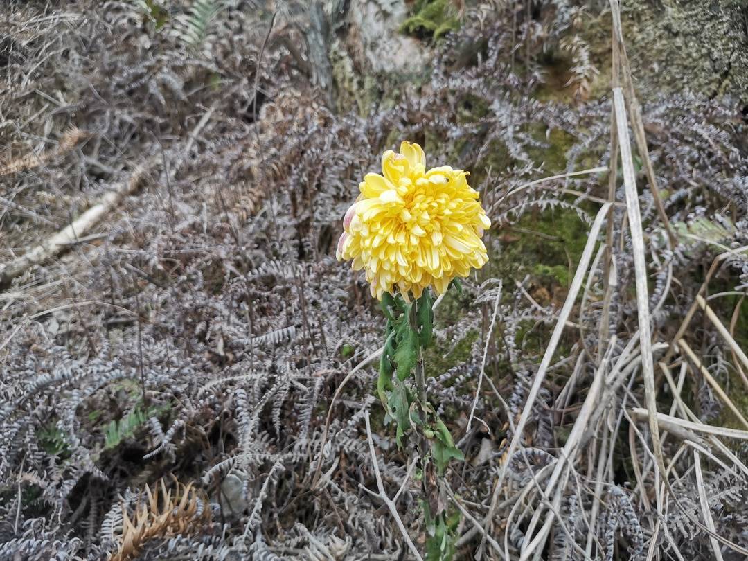 “奋斗百年路，启航新征程”看宣汉④：88年前宣汉的这场战役1000多名烈士仅两人留下了名字