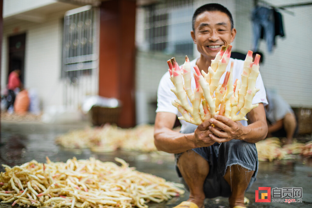 土里刨出“银疙瘩”团结生姜富了一方百姓
