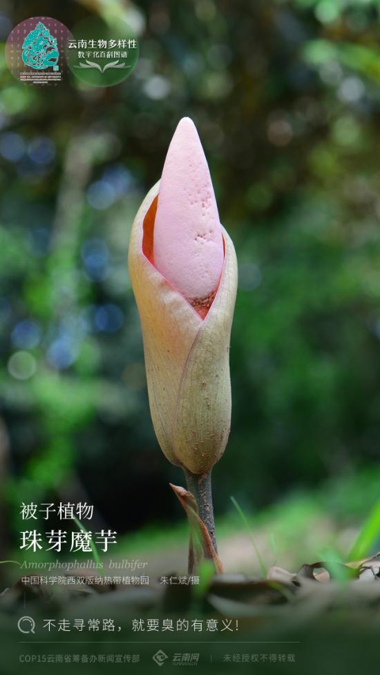 印尼珠芽魔芋,珠芽魔芋最近视频