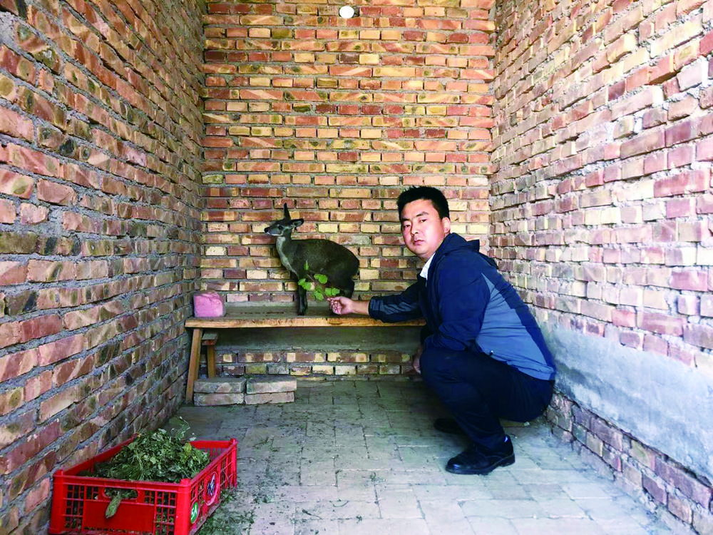 循化县林麝养殖合作社,凤县林麝养殖收入