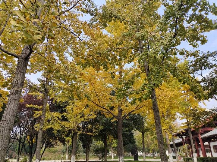 秋天的思念完全版原唱,秋天的思念送给我最牵挂的你