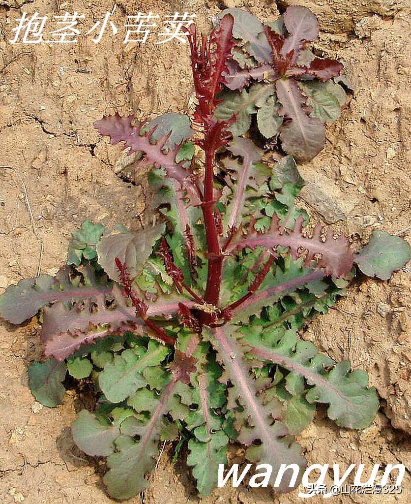 野生菊苣的辨认与图片,野菜苦菜识别方法