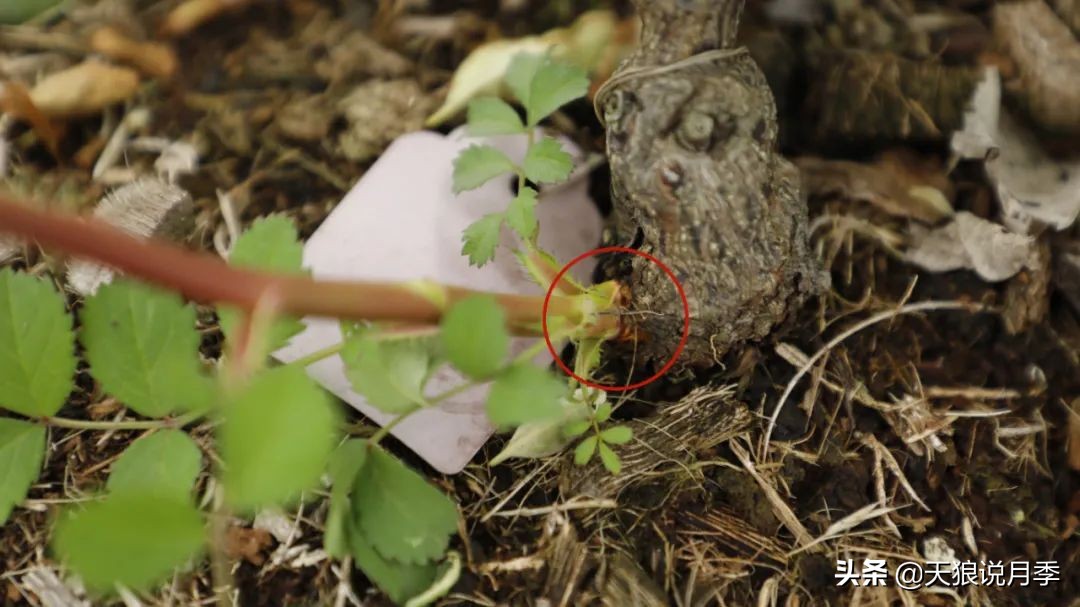 天狼说月季花苞着色后怎么用肥,天狼说月季冬季扦插月季的视频