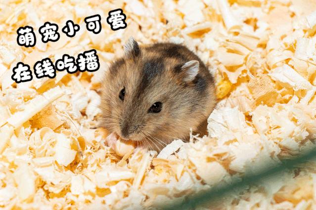 39.9元羊驼,羊驼门票抖音团购