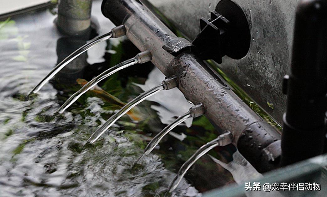 观赏鱼饲养指南阅读,观赏鱼秋季管理