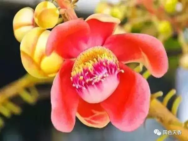 菩提花开观自在,菩提花开见性成佛