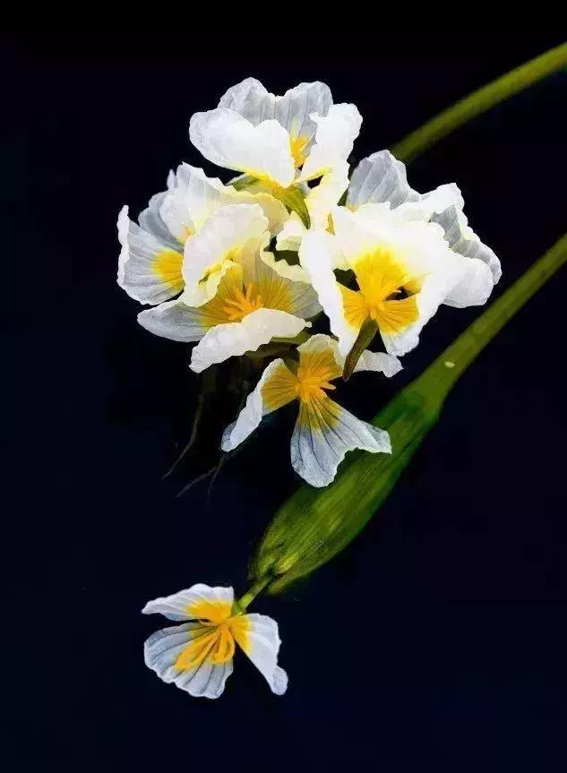 凉山州哪里能够赏花,西昌赏花攻略