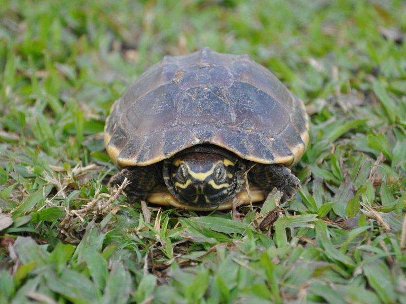 乌龟脱壳的正确方法,乌龟是如何脱壳的