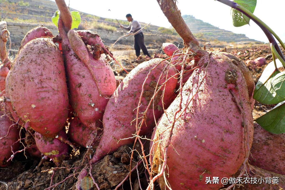 红薯种植高产技术怎样管理,红薯如何管理才能高产