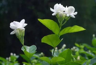 拍摄花的花语,100种摄影基础美学