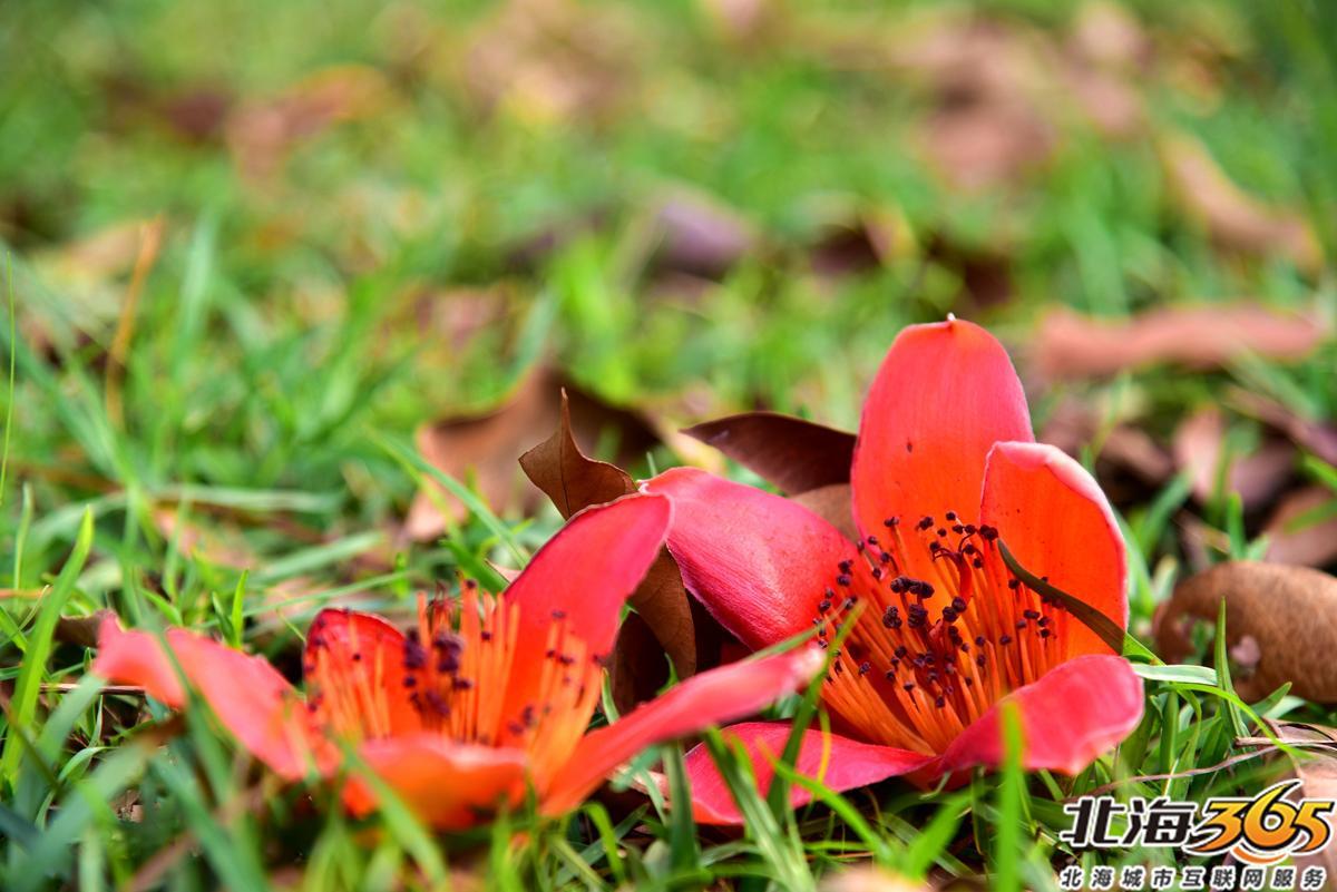 「多图」春天来了！北海街头的三角梅、黄花风铃开得好艳