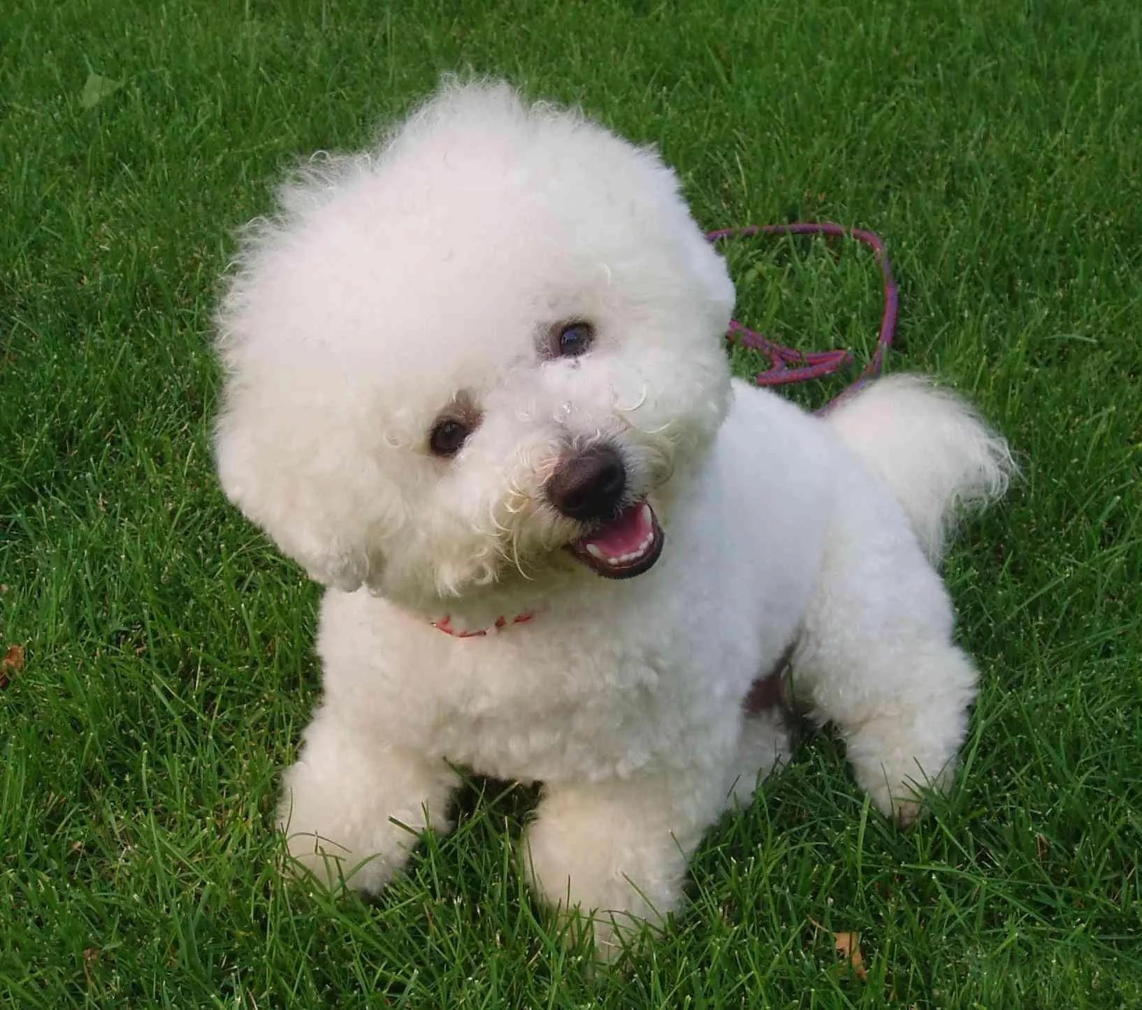 哪些狗狗合适新手养小型犬,最合适新手养的狗狗