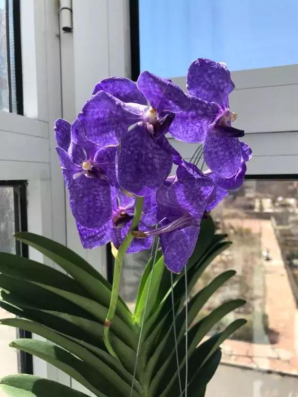 哪种兰花易开花又好养,最容易开花的兰花一年开多次