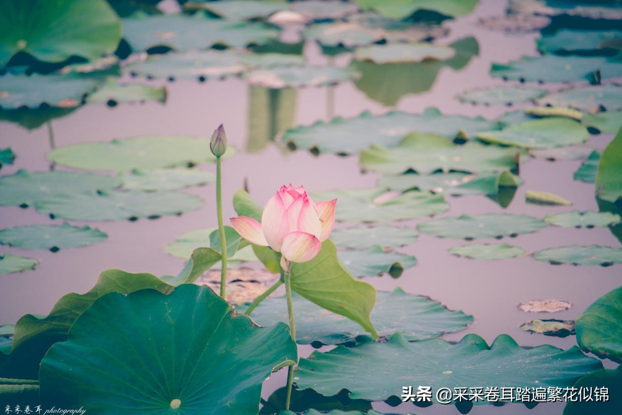 慢游景点,博斯腾湖景点打卡