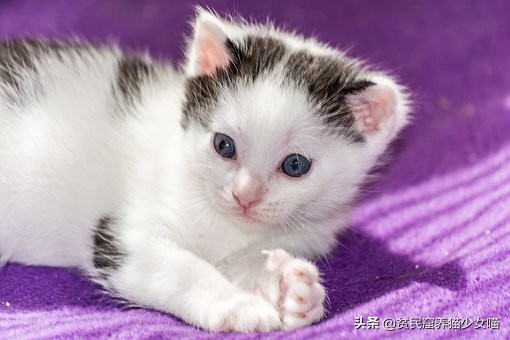 猫咪一学就会，百叫百灵的猫咪应答训练，铲屎官快来补课