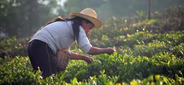 茶眼看陕西,茶眼看中国茶