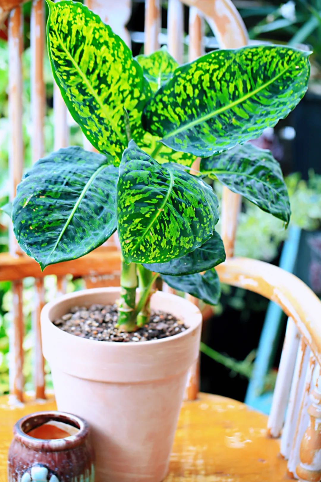 合适养在家里不用晒太阳的花,室内养什么花好养不怕太阳晒