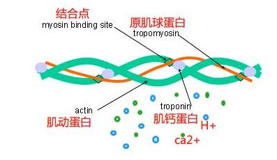 抽筋未必都是缺钙惹的祸,抽筋是缺钙吗怎么办