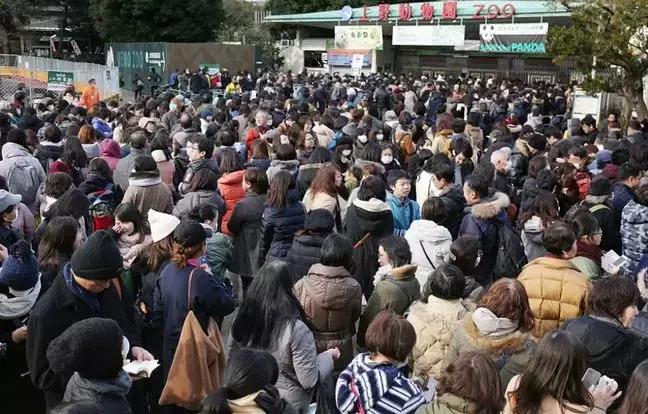 日本看熊猫真的需要抽签吗,日本摇号看大熊猫