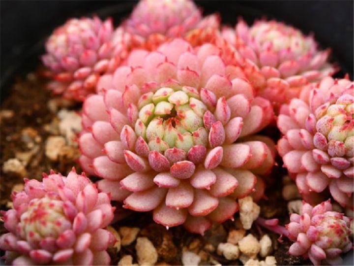 什么多肉夏天也能够继续生长,教你十大多肉养护技巧