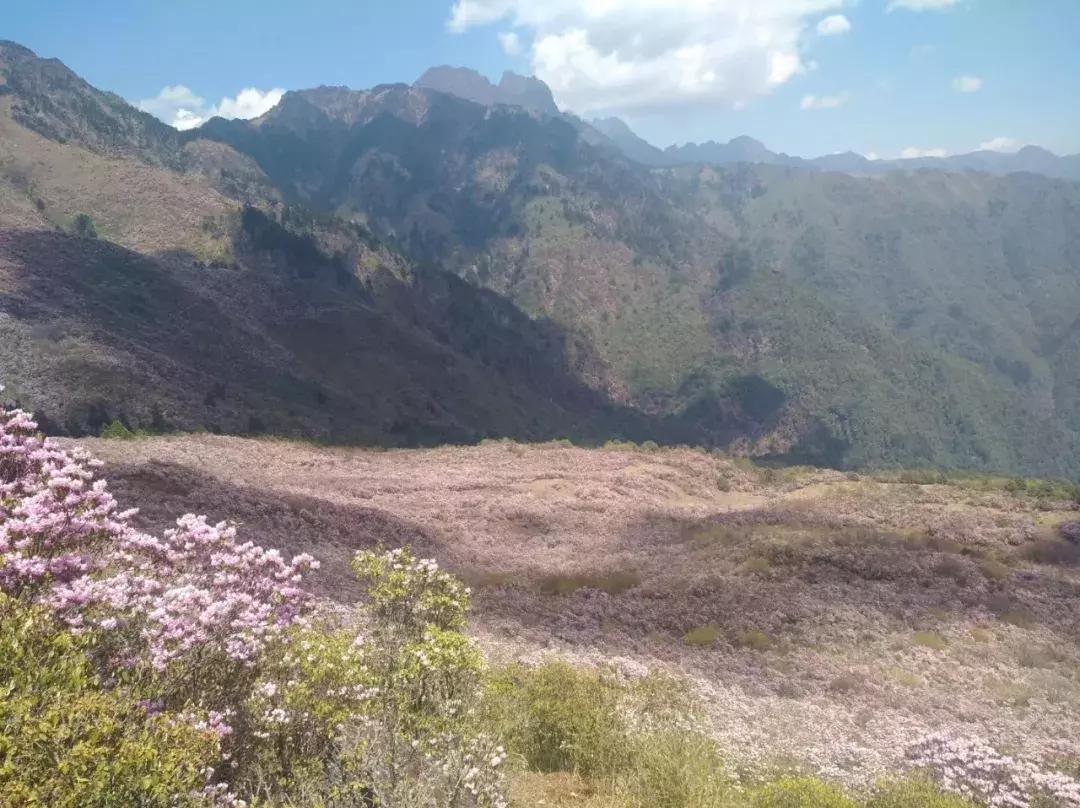 凉山州哪里能够赏花,西昌赏花攻略