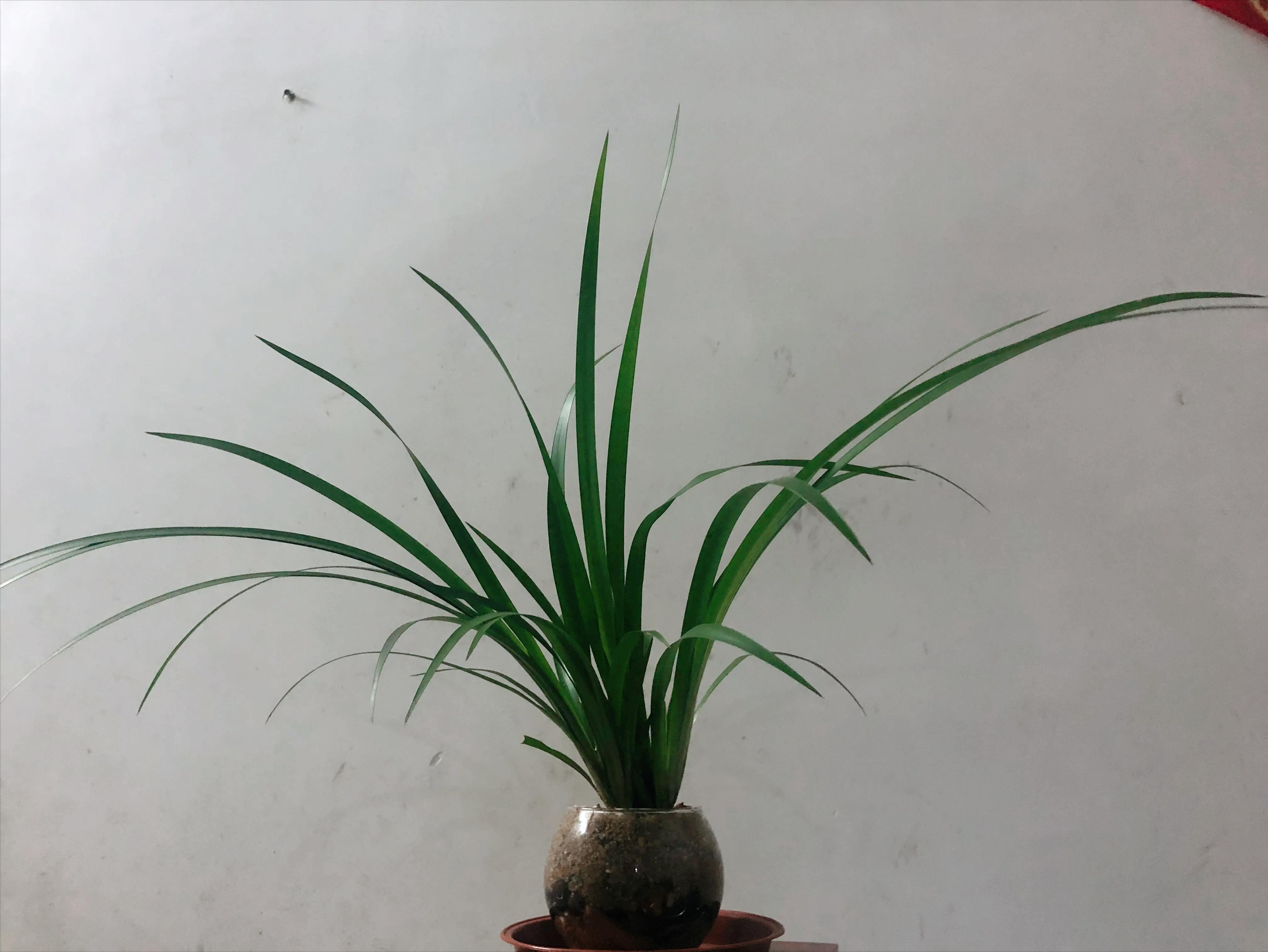 深山野岭野生植物,深山老林野菜植物