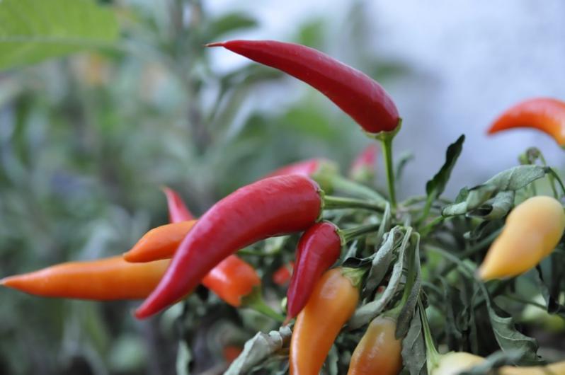 有没有孕期不忌口辣椒的,无辣不欢的孕妈孕期怎么办