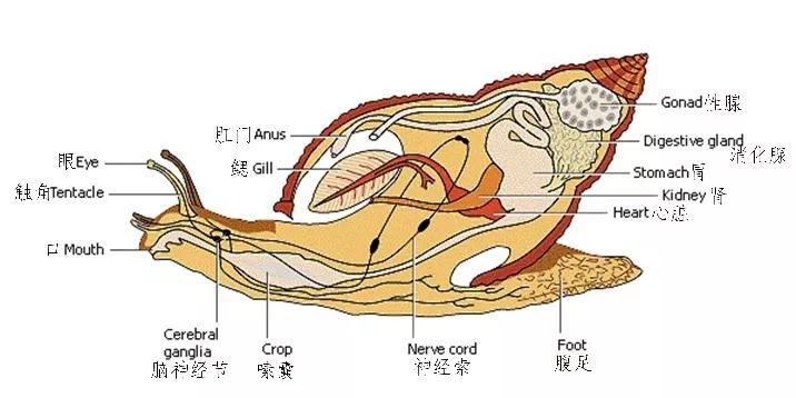 螺的尾巴能吃吗,螺的尾巴能不能吃