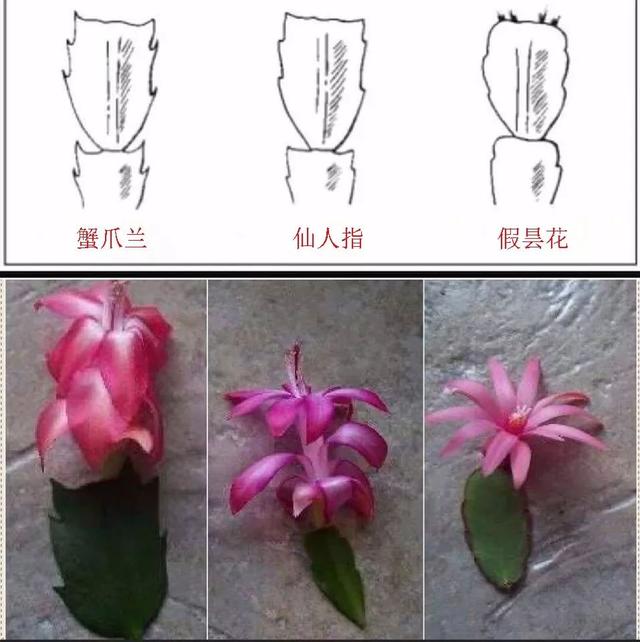 假昙花蟹爪兰仙人指哪个开花期长,仙人指和蟹爪兰的花有什么区别