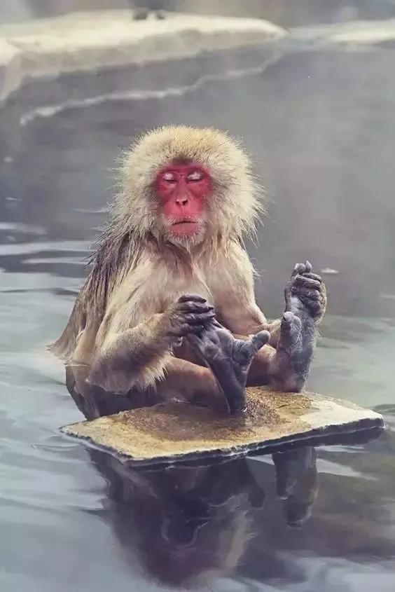 看看猴子,老猴子孙悟空72变