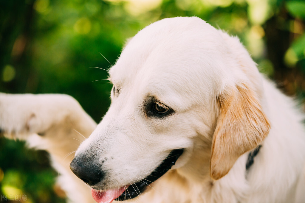拉布拉多犬舍日常饲养方法,拉布拉多幼犬多大能够养
