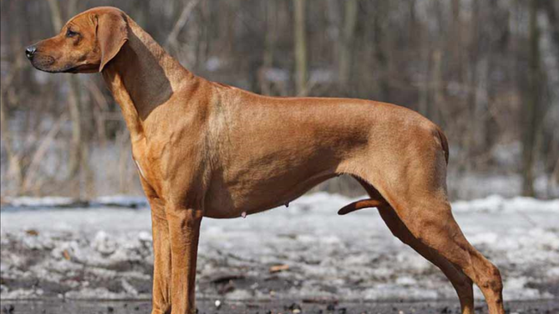 世界上最大的狗藏獒哈士奇,中国十大名犬哈士奇