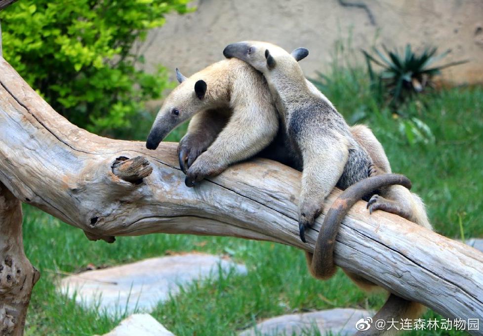 海滩再现绝美荧光海宛如蓝色星河,成都荧光海滩
