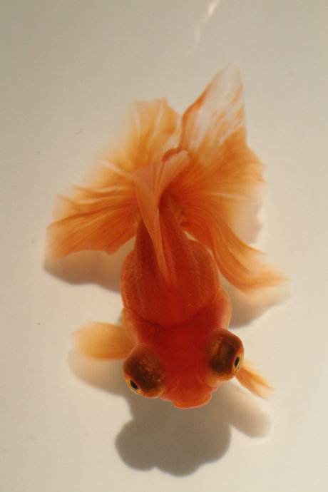 常见的金鱼种类与区别,常见的金鱼图片及名称