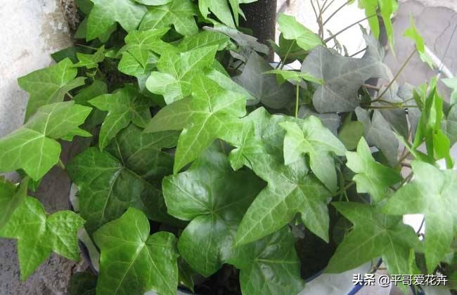 新房子客厅合适摆放的绿植吸甲醛,客厅什么盆栽好吸甲醛好养