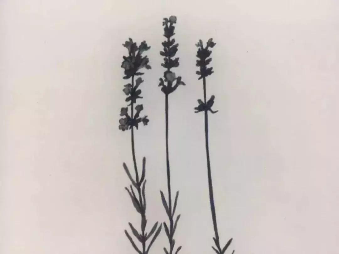 芳疗精油能帮助睡眠吗,芳疗对人体功能