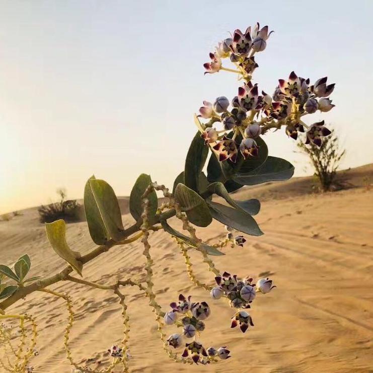 “割礼”惨无人寰的陋习，*害迫**着女性身体，震撼人心《沙漠之花》