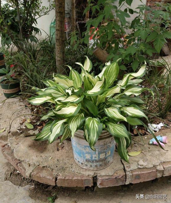 玉簪花不晒太阳能够开花吗,玉簪花是常绿植物吗