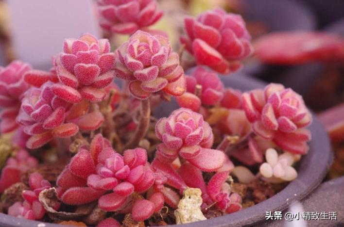 盘点6种合适秋天养的多肉,合适一年四季阳台养的多肉植物