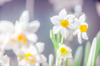 黄药师真的能够救活他老婆吗,黄药师复活冯蘅